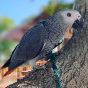 Grey african parrot for sale