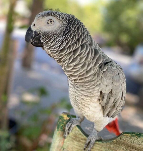 African Grey Parrot for sale - Image 2