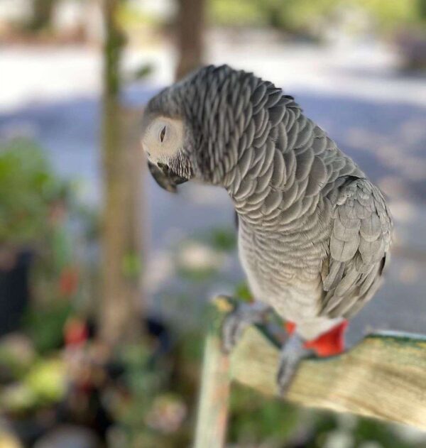 African Grey Parrot for sale - Image 3