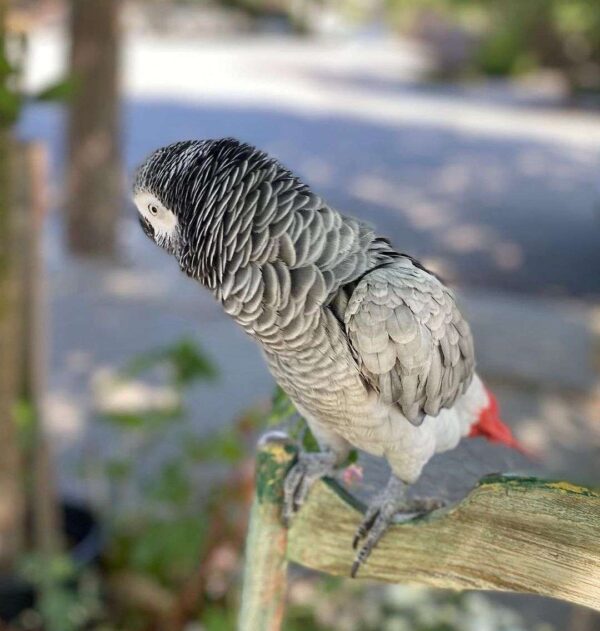 African Grey Parrot for sale