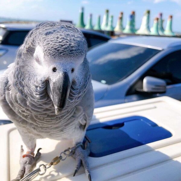 Baby African grey parrot for sale near me - Image 2