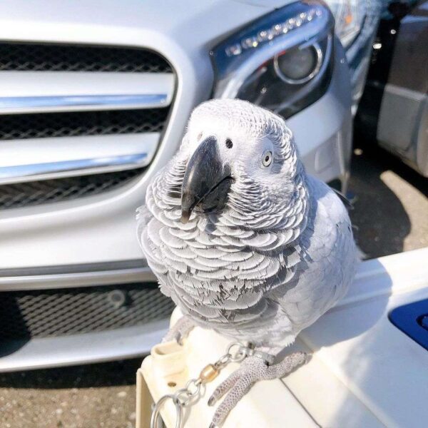 Baby African grey parrot for sale near me - Image 3