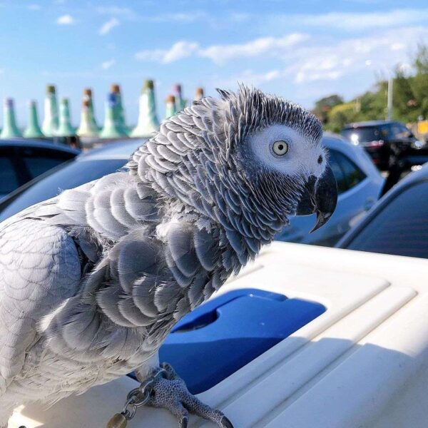 Baby African grey parrot for sale near me