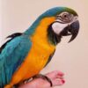 Blue And Yellow Macaw for sale - Image 2