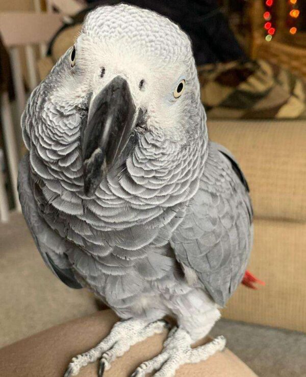 grey african parrot for sale - Image 3