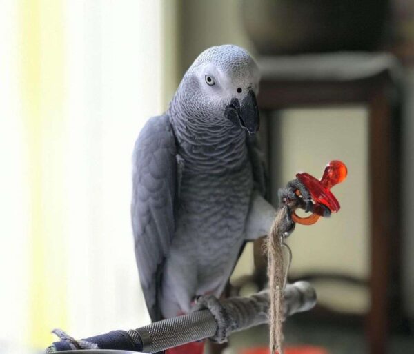 Congo african grey parrot - Image 2