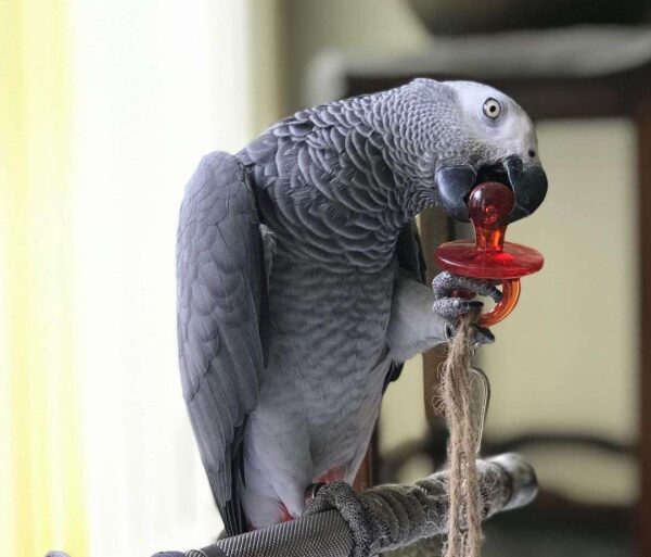 Congo african grey parrot - Image 3