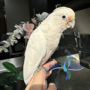 Goffin Cockatoo parrot
