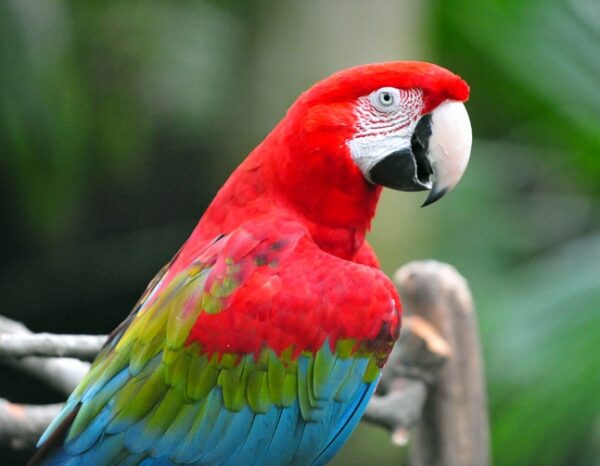 Green Wing Macaw parrot - Image 2