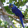 Hyacinth Macaw parrot for sale - Image 2
