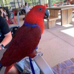Red Sided Eclectus parrot