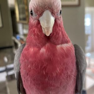 Rose Breasted Cockatoo for sale