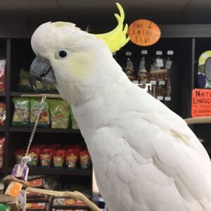 Sulphure Crested Cockatoos parrot