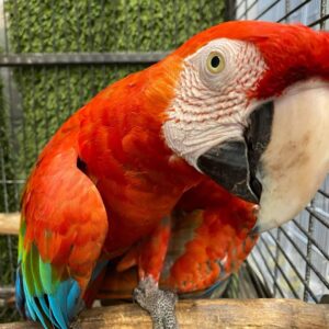 scarlet macaw parrot