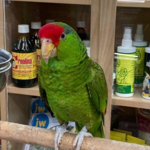 Mexican Red Headed Amazon parrot