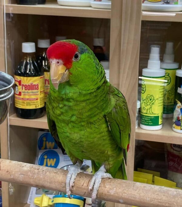 Mexican Red Headed Amazon parrot