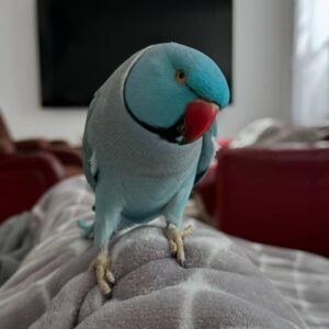 Indian Ringneck Parrot