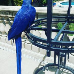 Hyacinth Macaw parrot for sale