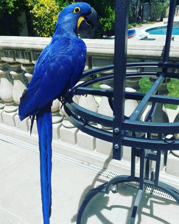 Hyacinth Macaw parrot for sale