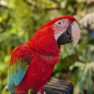 Green Wing Macaw parrot