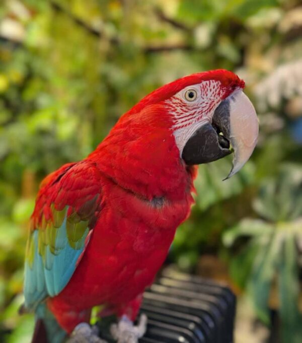 Green Wing Macaw parrot