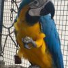 Blue And Yellow Macaw for sale
