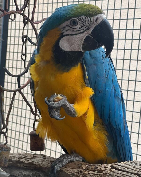 Blue And Yellow Macaw for sale