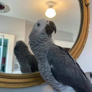 grey african parrot for sale
