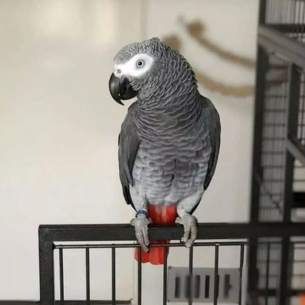 African Grey Parrot for sale near me