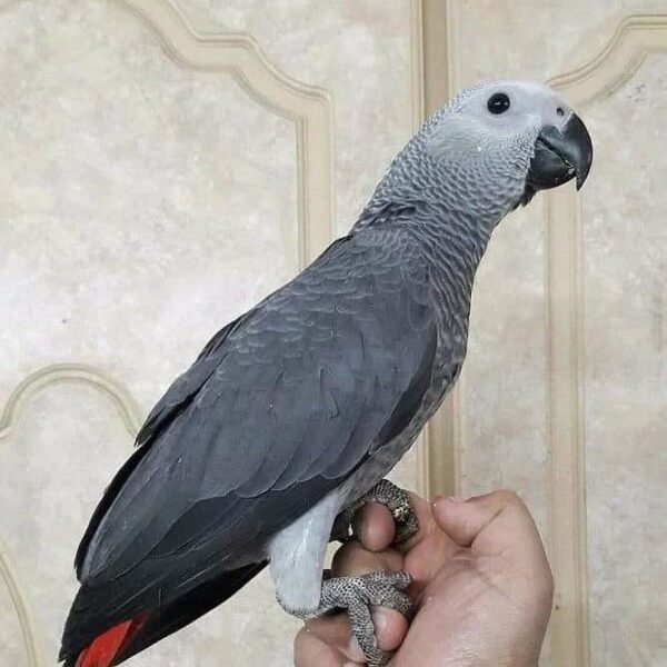 African Grey parrot for sale