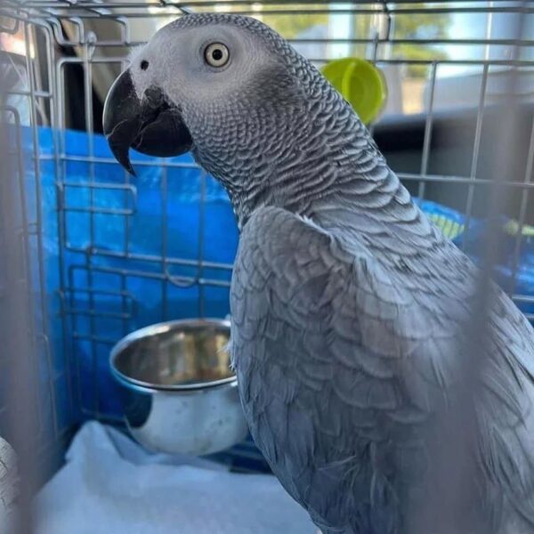 Congo african grey parrot