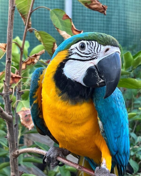 Blue and Gold Macaw parrot